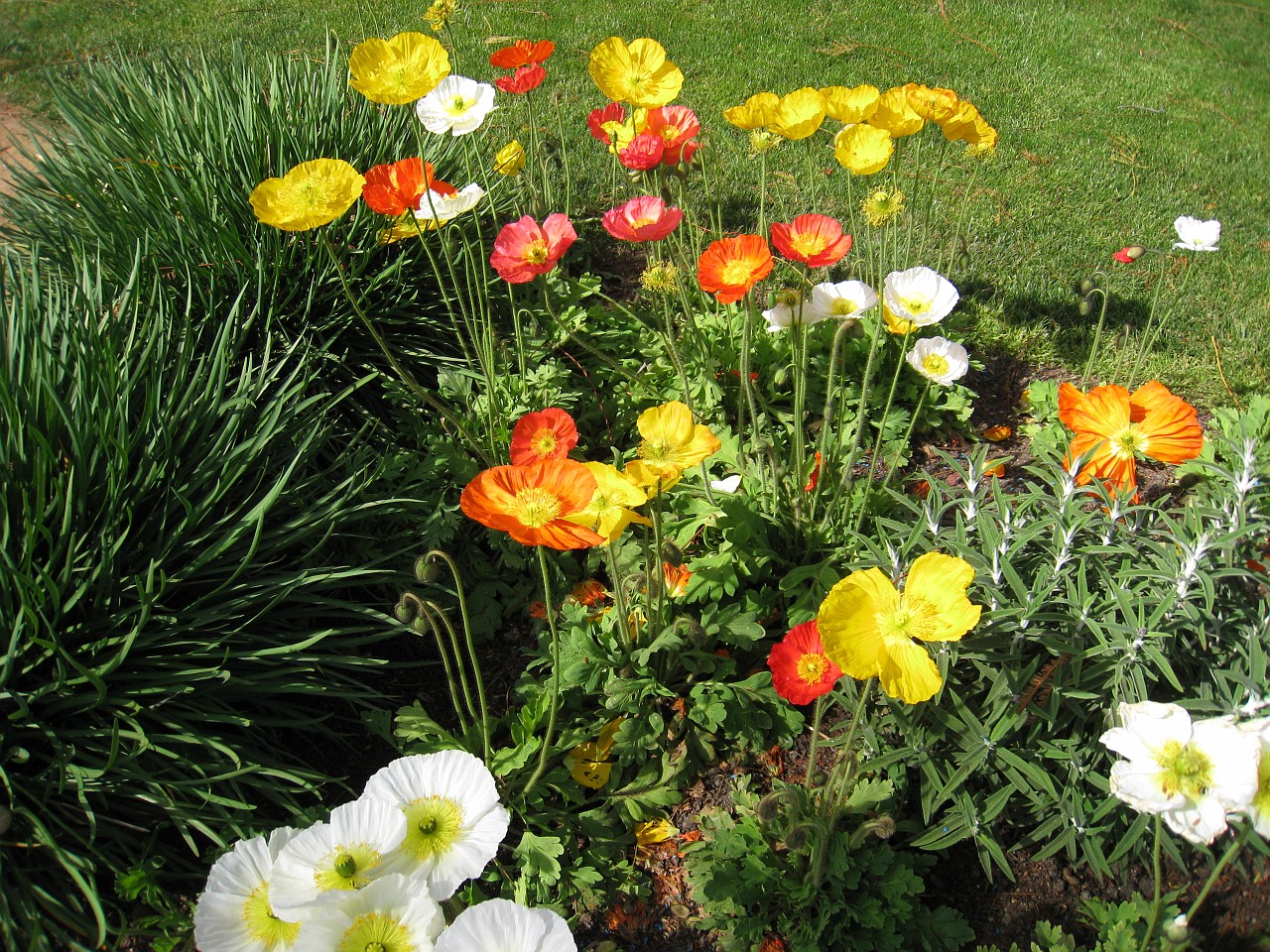 1036 California 2008-03 LA Scene.jpg - A visit to the Los Angeles California area in March of 2008. Activities ranged from Monets at the Getty, street hawkers at Venice Beach, movie look-alikes at Grauman's Chinese Theatre, to the Mission at San Juan Capistrano.